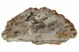 Agatized Fossil Coral Geode - Florida #188166-1